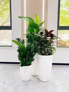 海曙花木租赁价格实惠